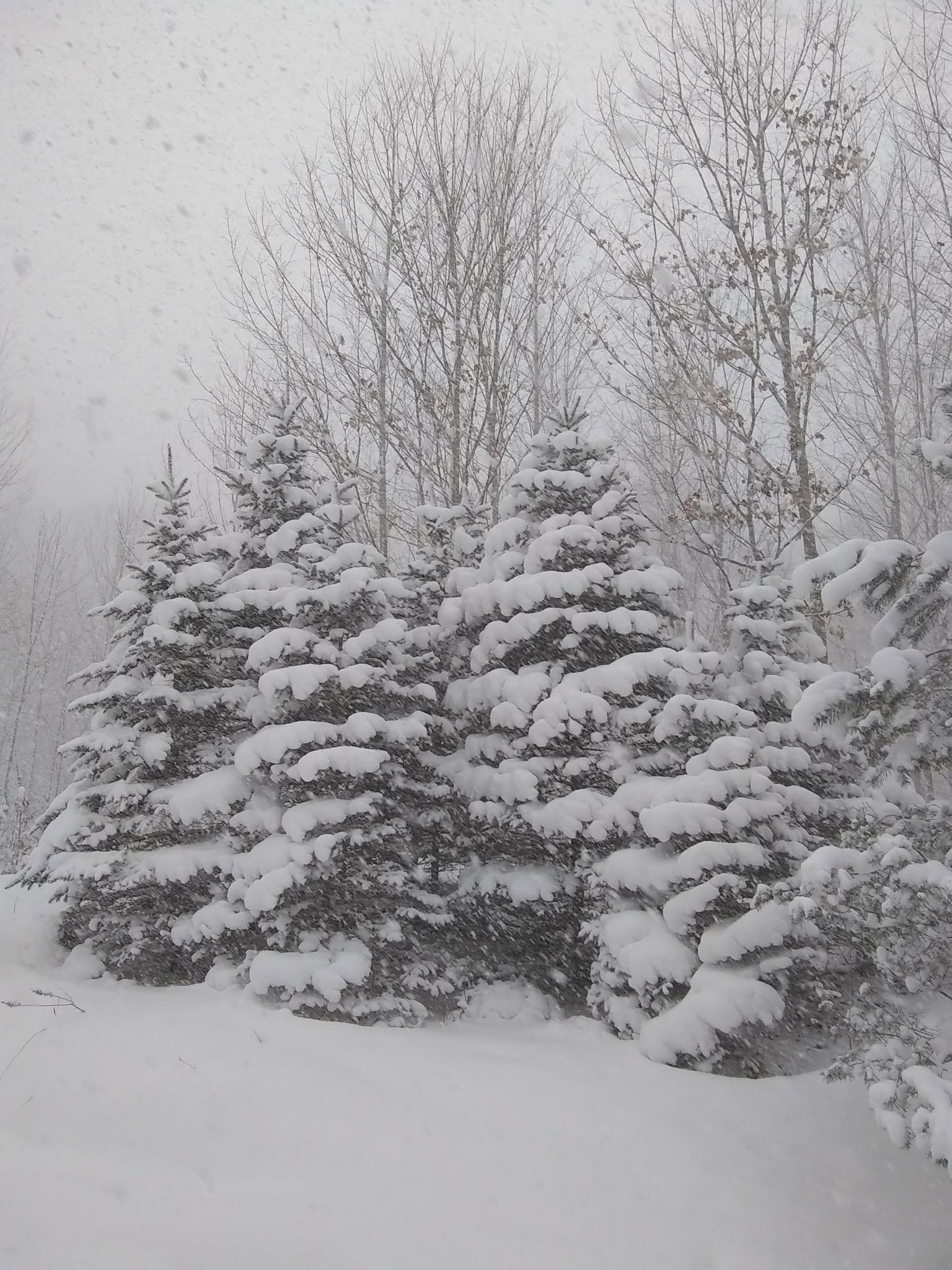 Trees bowed under deep snow during a heavy snowfall at the camp